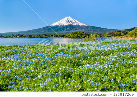 初夏的富士山－河口湖大石公園的粉蝶花盛開 125917269