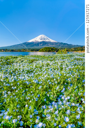 初夏的富士山－河口湖大石公園的粉蝶花盛開 125917271