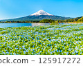 初夏的富士山－河口湖大石公園的粉蝶花盛開 125917272
