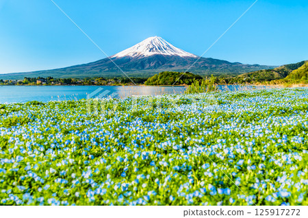 初夏的富士山-河口湖大石公園的粉蝶花盛開 初夏的富士山-河口湖大石公園的粉蝶花盛開 125917272