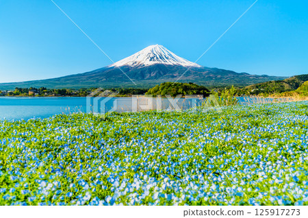 Mount Fuji in early summer - Nemophila blooming at Oishi Park in Lake Kawaguchi Mount Fuji in early summer - Nemophila blooming at Oishi Park in Lake Kawaguchi 125917273