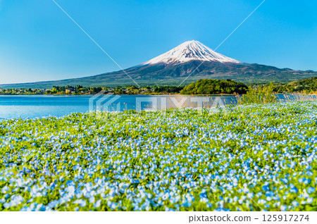 初夏的富士山-河口湖大石公園的粉蝶花盛開 初夏的富士山-河口湖大石公園的粉蝶花盛開 125917274