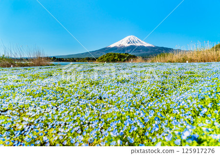 初夏的富士山-河口湖大石公園的粉蝶花盛開 初夏的富士山-河口湖大石公園的粉蝶花盛開 125917276