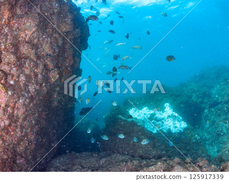 成群的 Oyabitcha 魚、蝴蝶魚、鯰魚和其他魚。 Hirizohama Nakagi 南伊豆鎮 伊豆半島 靜岡縣 2024 成群的 Oyabitcha 魚、蝴蝶魚、鯰魚和其他魚。 Hirizohama Nakagi 南伊豆鎮 伊豆半島 靜岡縣 2024 125917339