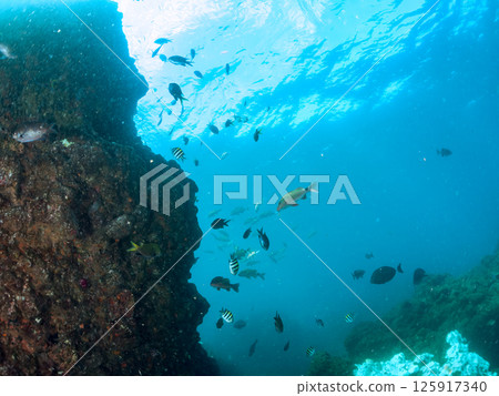 成群的 Oyabitcha 魚、蝴蝶魚、鯰魚和其他魚。 Hirizohama Nakagi 南伊豆鎮 伊豆半島 靜岡縣 2024 125917340