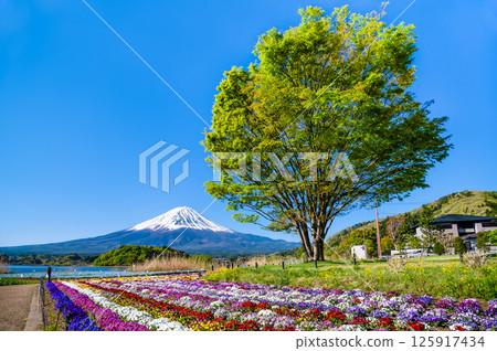 Mount Fuji in early summer at Oishi Park, Lake Kawaguchi 125917434