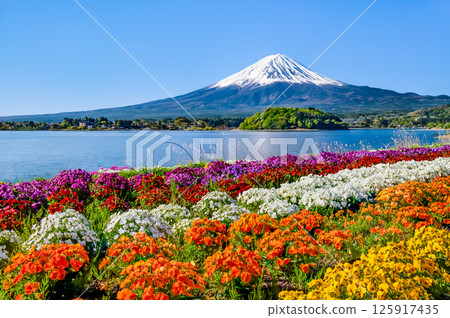 Mount Fuji in early summer at Oishi Park, Lake Kawaguchi Mount Fuji in early summer at Oishi Park, Lake Kawaguchi 125917435