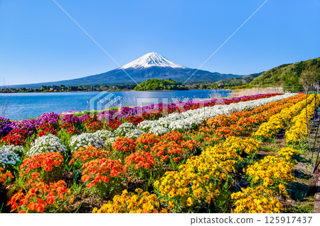 Mount Fuji in early summer at Oishi Park, Lake Kawaguchi 125917437