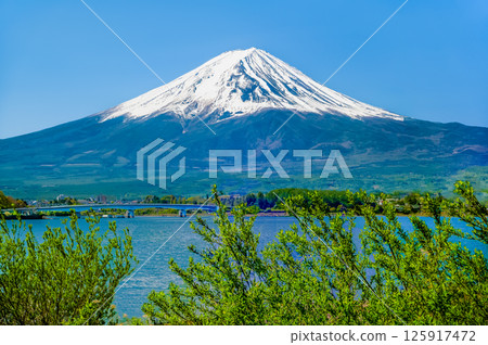 Mount Fuji in early summer with farm birds appearing Lake Kawaguchi 125917472
