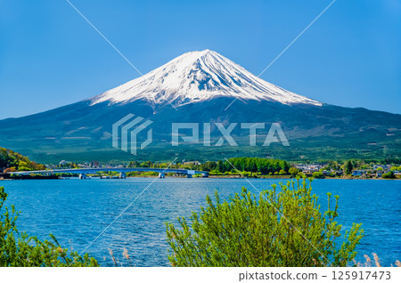 初夏的富士山，家禽出沒的河口湖 125917473