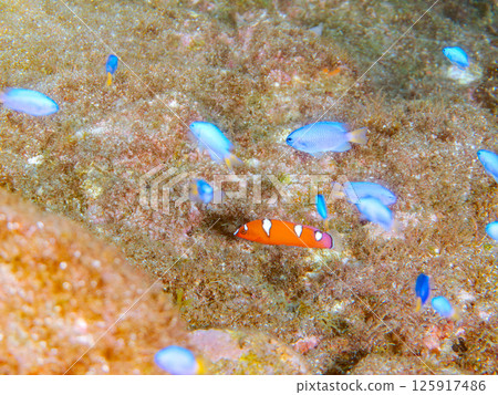 A school of juvenile red sand lance fish and other fish. Hirizohama Nakagi Minamiizu Town Izu Peninsula Shizuoka Prefecture 2024 A school of juvenile red sand lance fish and other fish. Hirizohama Nakagi Minamiizu Town Izu Peninsula Shizuoka Prefecture 2024 125917486