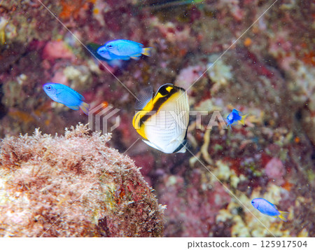 A school of juvenile sparrowfish and blue-green damselfish. Hirizohama, Nakagi, Minamiizu Town, Izu Peninsula, Shizuoka Prefecture, 2024 A school of juvenile sparrowfish and blue-green damselfish. Hirizohama, Nakagi, Minamiizu Town, Izu Peninsula, Shizuoka Prefecture, 2024 125917504