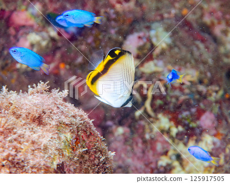 A school of juvenile sparrowfish and blue-green damselfish. Hirizohama, Nakagi, Minamiizu Town, Izu Peninsula, Shizuoka Prefecture, 2024 A school of juvenile sparrowfish and blue-green damselfish. Hirizohama, Nakagi, Minamiizu Town, Izu Peninsula, Shizuoka Prefecture, 2024 125917505