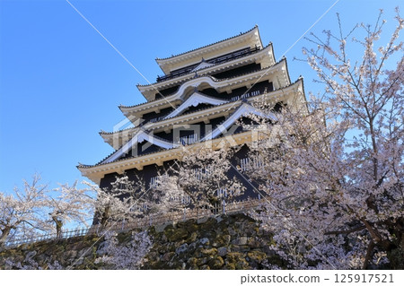 [Hiroshima Prefecture] Fukuyama Castle in spring with cherry blossoms (after reconstruction) Fukuyama Castle Cherry Blossom Festival 125917521