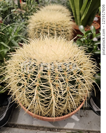 Closeup of golden barrel cactus in garden with white gravel. Desert plant in sunlight, natural landscaping, eco-friendly garden design 125917606