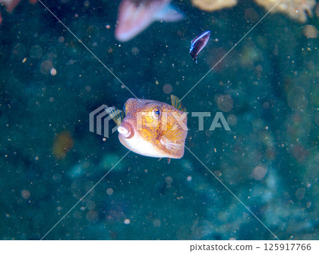 A cleaning wrasse cleaning a juvenile boxfish. Behind her is a Japanese goatfish. Hirizohama, Nakagi, Minamiizu Town, Izu Peninsula 125917766