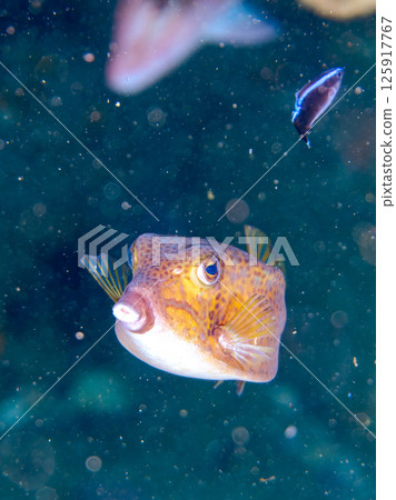 A cleaning wrasse cleaning a juvenile boxfish. Behind her is a Japanese goatfish. Hirizohama, Nakagi, Minamiizu Town, Izu Peninsula A cleaning wrasse cleaning a juvenile boxfish. Behind her is a Japanese goatfish. Hirizohama, Nakagi, Minamiizu Town, Izu Peninsula 125917767