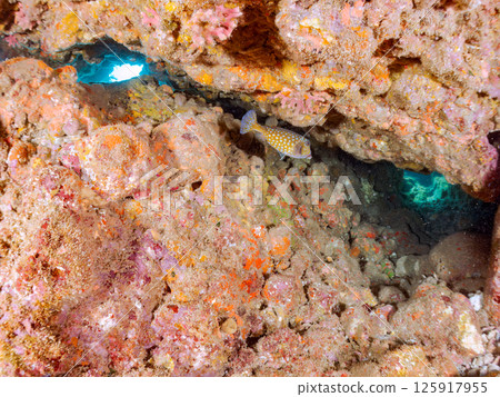 水下洞穴中的箱魨和其他生物。 Hirizohama Nakagi 南伊豆鎮 伊豆半島 靜岡縣 2024 水下洞穴中的箱魨和其他生物。 Hirizohama Nakagi 南伊豆鎮 伊豆半島 靜岡縣 2024 125917955