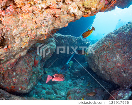 水下洞穴有箱魨、鱸魚、河豚、紅石斑魚、蝴蝶魚等。 Hirizo Hama Nakagi 南伊豆 伊豆 125917956