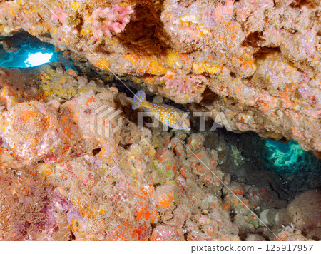 Boxfish and other fish in an underwater cave. Hirizohama Nakagi Minamiizu Town Izu Peninsula Shizuoka Prefecture 2024 Boxfish and other fish in an underwater cave. Hirizohama Nakagi Minamiizu Town Izu Peninsula Shizuoka Prefecture 2024 125917957