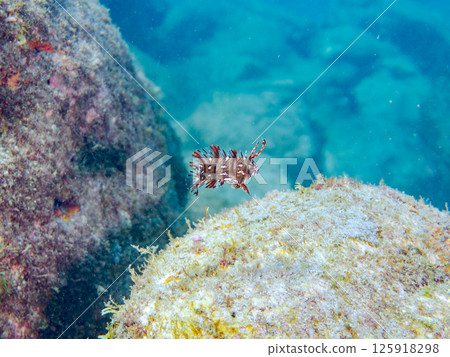 A beautifully camouflaged juvenile Obitense. Hirizohama Nakagi Minamiizu Town Izu Peninsula Shizuoka Prefecture 2024 125918298