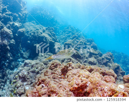 A poisonous but beautiful large Japanese bush clover. Hirizohama Nakagi Minamiizu Town Izu Peninsula Shizuoka Prefecture 2024 125918394