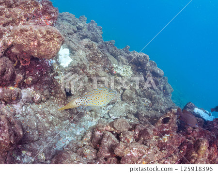 A poisonous but beautiful large Japanese bush clover. Hirizohama Nakagi Minamiizu Town Izu Peninsula Shizuoka Prefecture 2024 A poisonous but beautiful large Japanese bush clover. Hirizohama Nakagi Minamiizu Town Izu Peninsula Shizuoka Prefecture 2024 125918396