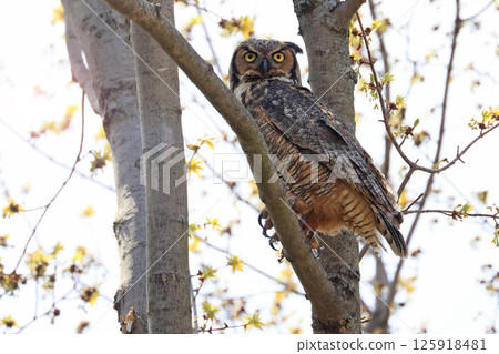 Great-horned Owl perched on a branch in the forest, Quebec, Canada 125918481