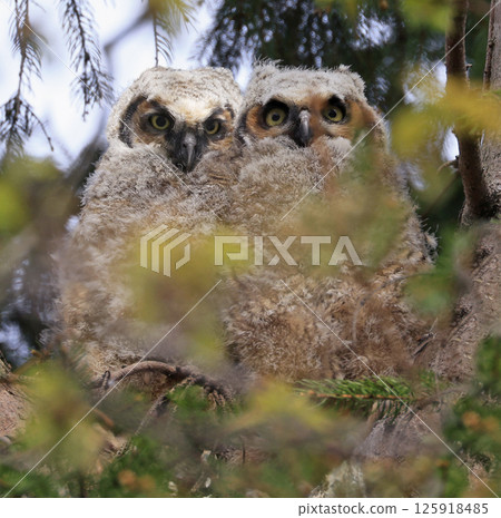 Great-horned Owl babies perched on a fir branch in the forest, Quebec, Canada Great-horned Owl babies perched on a fir branch in the forest, Quebec, Canada 125918485