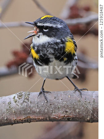 Yellow-rumped warbler perching on branch tree, Canada 125918487
