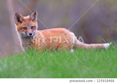 Red fox cub portrait in grass, Canada 125918488