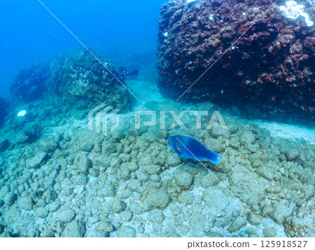 A school of large parrotfish, goatfish and other fish. Hirizohama, Nakagi, Minamiizu Town, Izu Peninsula, Shizuoka Prefecture, 2024 125918527