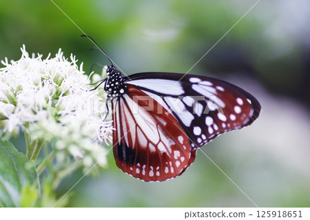 A chestnut tiger butterfly sucking nectar from a flower A chestnut tiger butterfly sucking nectar from a flower 125918651