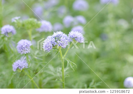 Gilia @ Ogimachi Park 125918672