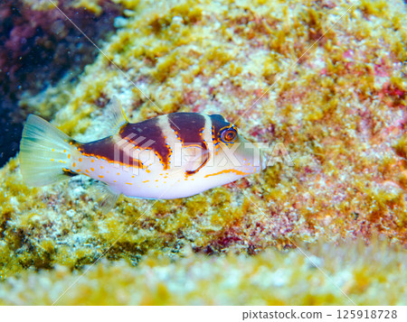 Beautiful pufferfish. Hirizohama Nakagi Minamiizu Town Izu Peninsula Shizuoka Prefecture 2024 125918728