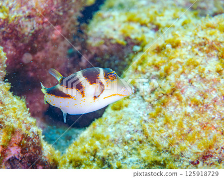 Beautiful pufferfish. Hirizohama Nakagi Minamiizu Town Izu Peninsula Shizuoka Prefecture 2024 125918729