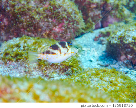 Beautiful pufferfish. Hirizohama Nakagi Minamiizu Town Izu Peninsula Shizuoka Prefecture 2024 125918730