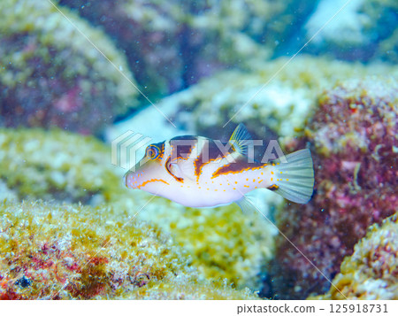 Beautiful pufferfish. Hirizohama Nakagi Minamiizu Town Izu Peninsula Shizuoka Prefecture 2024 Beautiful pufferfish. Hirizohama Nakagi Minamiizu Town Izu Peninsula Shizuoka Prefecture 2024 125918731