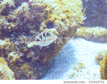 Beautiful pufferfish. Hirizohama Nakagi Minamiizu Town Izu Peninsula Shizuoka Prefecture 2024 Beautiful pufferfish. Hirizohama Nakagi Minamiizu Town Izu Peninsula Shizuoka Prefecture 2024 125918732