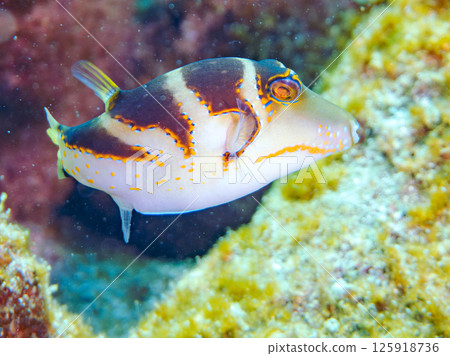 Beautiful pufferfish. Hirizohama Nakagi Minamiizu Town Izu Peninsula Shizuoka Prefecture 2024 Beautiful pufferfish. Hirizohama Nakagi Minamiizu Town Izu Peninsula Shizuoka Prefecture 2024 125918736
