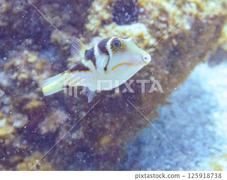 Beautiful pufferfish. Hirizohama Nakagi Minamiizu Town Izu Peninsula Shizuoka Prefecture 2024 Beautiful pufferfish. Hirizohama Nakagi Minamiizu Town Izu Peninsula Shizuoka Prefecture 2024 125918738