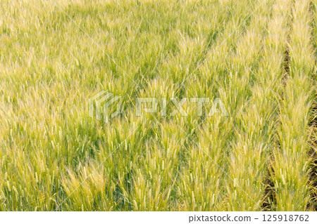 Wheat field 125918762