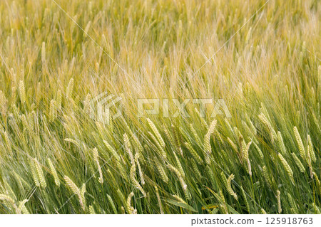 麥田 麥田 125918763