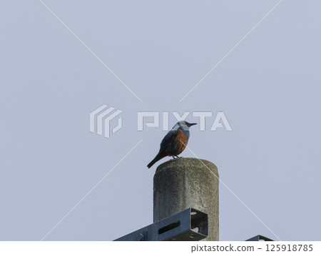 A male Rock Thrush standing on a utility pole A male Rock Thrush standing on a utility pole 125918785