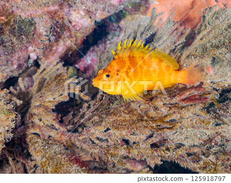 可愛的柳珊瑚(鷹魚科)和其他騎在軟珊瑚上的魚。 Hirizohama Nakagi 南伊豆鎮 伊豆半島 靜岡縣 2024 可愛的柳珊瑚(鷹魚科)和其他騎在軟珊瑚上的魚。 Hirizohama Nakagi 南伊豆鎮 伊豆半島 靜岡縣 2024 125918797