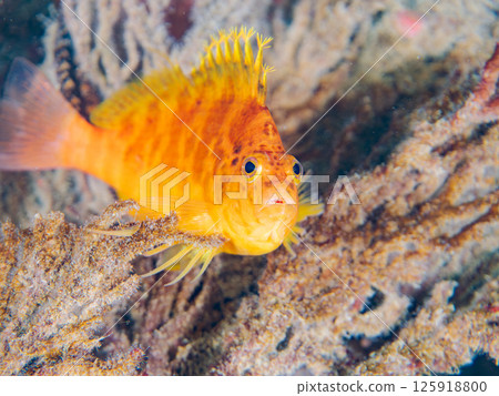 可愛的柳珊瑚（鷹魚科）和其他騎在軟珊瑚上的魚。 Hirizohama Nakagi 南伊豆鎮 伊豆半島 靜岡縣 2024 125918800