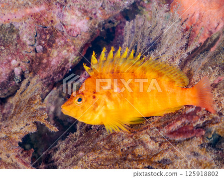 Cute hawkfish (hawkfish family) and others on soft corals. Hirizohama Nakagi Minamiizu Town Izu Peninsula Shizuoka Prefecture 2024 125918802
