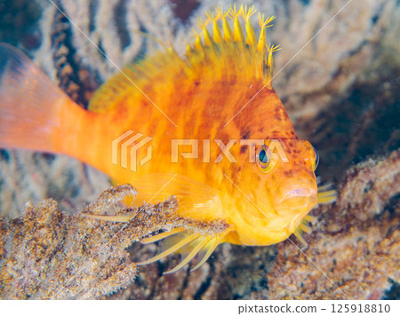 Cute hawkfish (hawkfish family) and others on soft corals. Hirizohama Nakagi Minamiizu Town Izu Peninsula Shizuoka Prefecture 2024 125918810