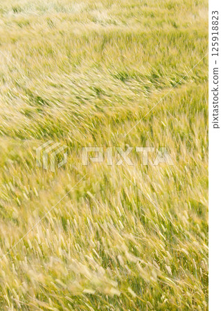 Wheat field 125918823