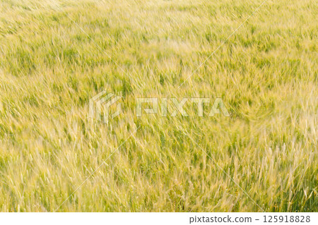 Wheat field 125918828